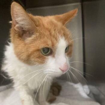 Alfie -  Domestic Short Hair Cat for Adoption in Lake Havasu City, Arizona - Alfie | PetCurious