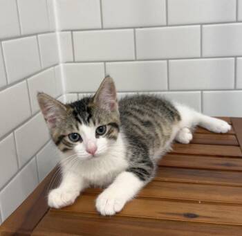 Beau -  Tabby Cat for Adoption in Walled Lake, Michigan - Beau | PetCurious
