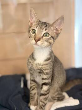 JASPER -  Domestic Short Hair Cat for Adoption in Fernandina Beach, Florida - JASPER | PetCurious