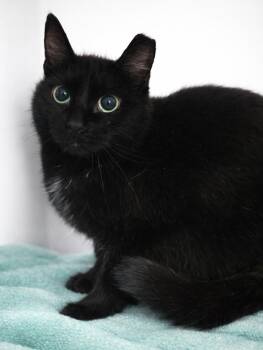 Domestic Short Hair Cats Available for Adoption - Cinemark | PetCurious