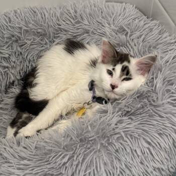 Domestic Long Hair and Siamese Cats Available for Adoption in Portland, Oregon - Shayla | PetCurious