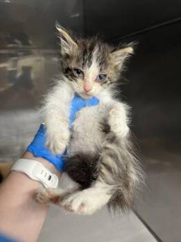 Domestic Long Hair Cats Available for Adoption in Woodland, California - *MARGO | PetCurious