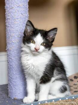 Tempo -  Domestic Medium Hair Cat for Adoption in Kettering, Ohio - Tempo | PetCurious