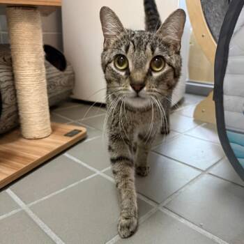 Penelope -  Domestic Short Hair Cat for Adoption in Wantagh, New York - Penelope | PetCurious