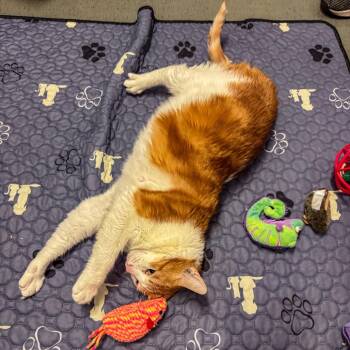 Domestic Short Hair Cats Available for Adoption - Phoebe | PetCurious