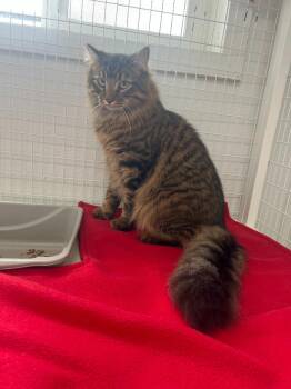 Domestic Long Hair Cats Available for Adoption in Brookings, Oregon - Cashew | PetCurious