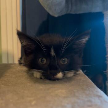 Oreo -  Domestic Short Hair Cat for Adoption in Milan, Illinois - Oreo | PetCurious