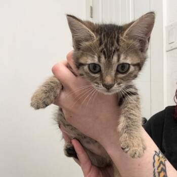 Olive -  Domestic Short Hair Cat for Adoption in San Antonio, Texas - Olive | PetCurious