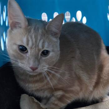 Pepperjack -  Domestic Short Hair Cat for Adoption in Newark, New Jersey - Pepperjack | PetCurious