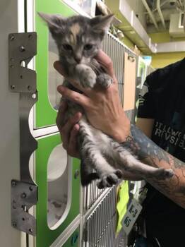 Domestic Short Hair Cats Available for Adoption - TIANA | PetCurious