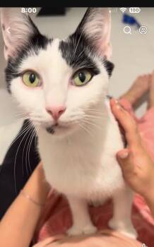 Avery -  Domestic Short Hair Cat for Adoption in Sneads Ferry, North Carolina - Avery | PetCurious