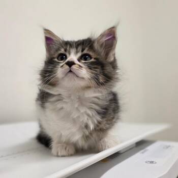 Domestic Medium Hair Cats Available for Adoption - Sparkle | PetCurious