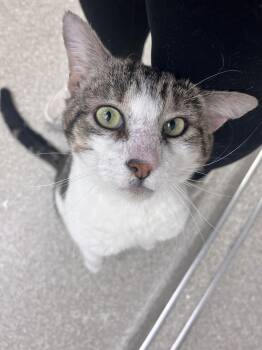 Domestic Short Hair Cats Available for Adoption - Chester RM | PetCurious