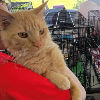 Rescue Domestic Medium Hair Cats for Adoption in Portage, Michigan - Mr Peaches | PetCurious