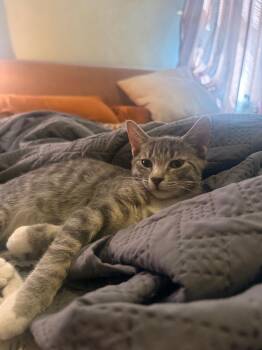 Mica -  Domestic Short Hair Cat for Adoption in Augusta, Georgia - Mica | PetCurious