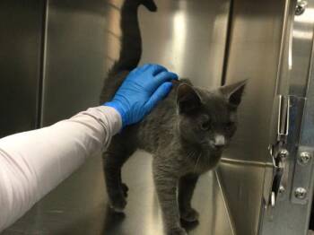 ARAYA -  Domestic Short Hair Cat for Adoption in Thousand Palms, California - ARAYA | PetCurious