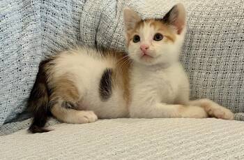 Brooklyn -  Domestic Short Hair Cat for Adoption in Lexington, South Carolina - Brooklyn | PetCurious