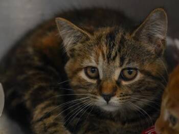 H-crew -  Domestic Short Hair Cat for Adoption in Evans City, Pennsylvania - H-crew | PetCurious