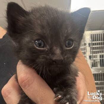 Oregon -  Domestic Short Hair Cat for Adoption in Washington, District Of Columbia - Oregon | PetCurious