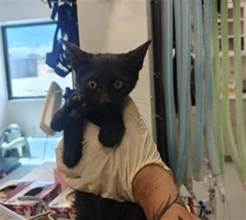 CHICHI -  Domestic Short Hair Cat for Adoption in Santa Fe, New Mexico - CHICHI | PetCurious