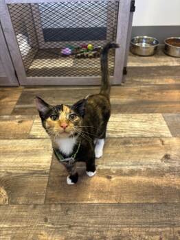 Rescue Domestic Short Hair Cats for Adoption in Algona, Iowa - Glory | PetCurious