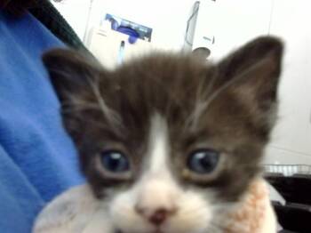 Rescue Domestic Short Hair Cats for Adoption in Dallas, Texas - OZAI | PetCurious