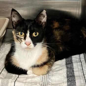 Peach -  Domestic Short Hair Cat for Adoption in Port Charlotte, Florida - Peach | PetCurious