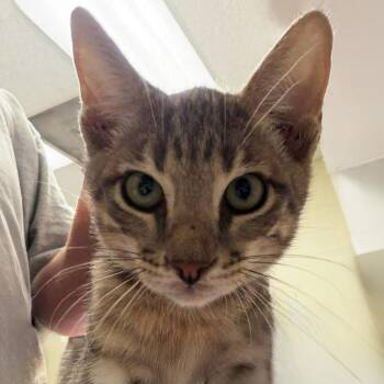 Hotdog Man -  Domestic Short Hair Cat for Adoption in Austin, Texas - Hotdog Man | PetCurious