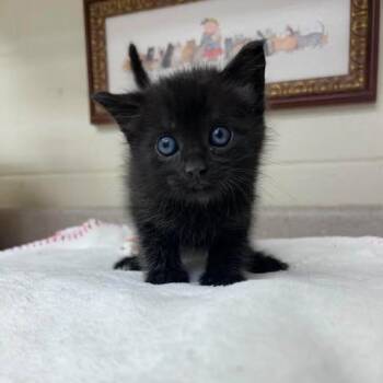Domestic Long Hair Cats Available for Adoption in Bastrop, Texas - Ravioli 26-05-173 | PetCurious
