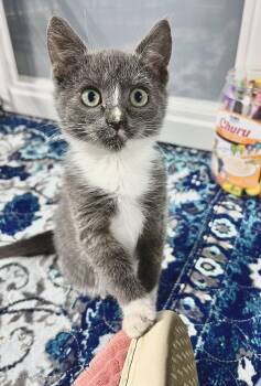 Rescue Domestic Short Hair Cats for Adoption in Harrison Township, New Jersey - Prosciutto | PetCurious