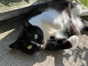Tuxedo Cats Available for Adoption - Sally | PetCurious