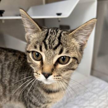 Wren -  Domestic Short Hair Cat for Adoption in Eureka Springs, Arkansas - Wren | PetCurious