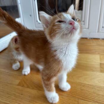 Slumber -  Domestic Short Hair Cat for Adoption in Evanston, Illinois - Slumber | PetCurious