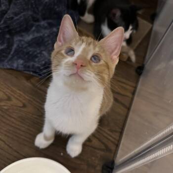 Legolas -  Domestic Short Hair Cat for Adoption in Chicago, Illinois - Legolas | PetCurious