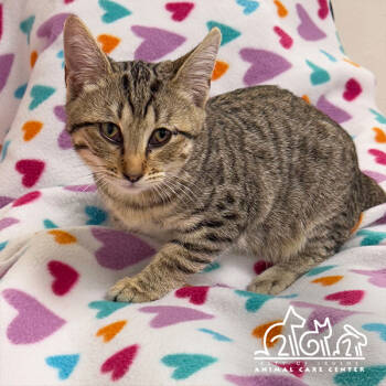 Rescue Domestic Short Hair Cats for Adoption in Irvine, California - FLAPJACK | PetCurious
