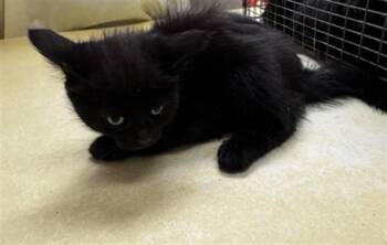 Domestic Short Hair Cats Available for Adoption in Colorado Springs, Colorado - AELIN | PetCurious