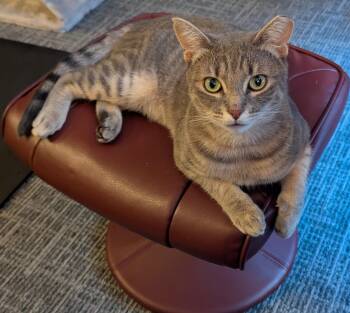 Cassanova -  Domestic Short Hair Cat for Adoption in Seattle, Washington - Cassanova | PetCurious