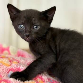 Rescue Domestic Short Hair Cats for Adoption in Lantana, Texas - Olive | PetCurious