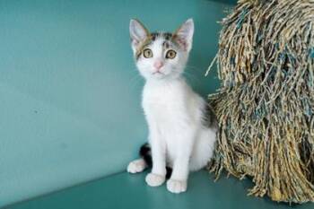 Butter -  Domestic Short Hair Cat for Adoption in San Antonio, Texas - Butter | PetCurious