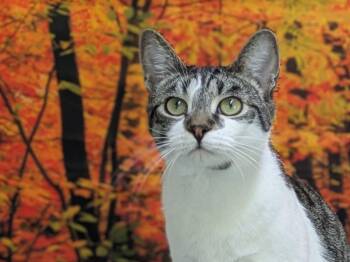 Tabby and Domestic Short Hair Cats Available for Adoption - Doritos | PetCurious
