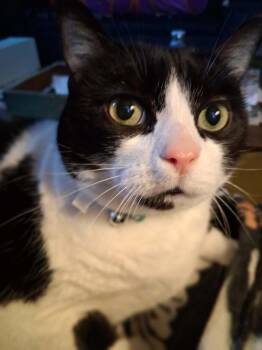 Kelsie -  Domestic Short Hair Cat for Adoption in Taycheedah, Wisconsin - Kelsie | PetCurious