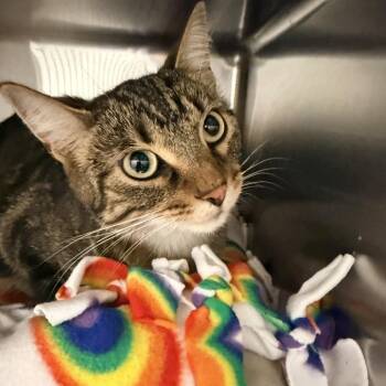 Nikki -  Domestic Short Hair Cat for Adoption in Wheeling, Illinois - Nikki | PetCurious