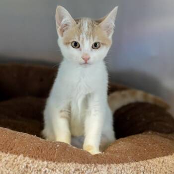 Guppie -  Domestic Short Hair Cat for Adoption in Wilmington, Delaware - Guppie | PetCurious