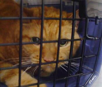 SUNSHINE -  Domestic Medium Hair Cat for Adoption in Charlotte, North Carolina - SUNSHINE | PetCurious