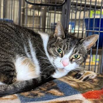 Twix -  Domestic Short Hair Cat for Adoption in Saginaw, Michigan - Twix | PetCurious