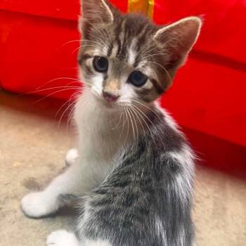 Sparks -  Domestic Short Hair Cat for Adoption in Inwood, West Virginia - Sparks | PetCurious