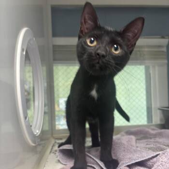 Tres -  Domestic Short Hair Cat for Adoption in East Hanover, New Jersey - Tres | PetCurious