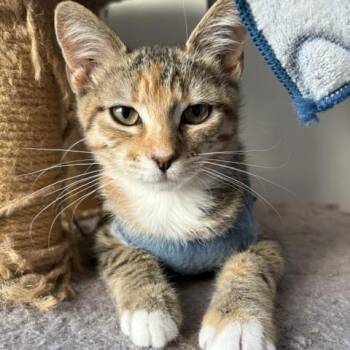 Tilly -  Tabby and Calico Cat for Adoption in Burnaby, British Columbia - Tilly | PetCurious