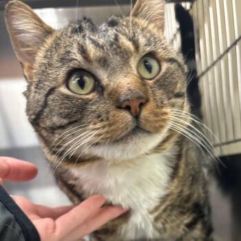 Domestic Short Hair Cats Available for Adoption in Springfield, Illinois - Mr. Kitty | PetCurious