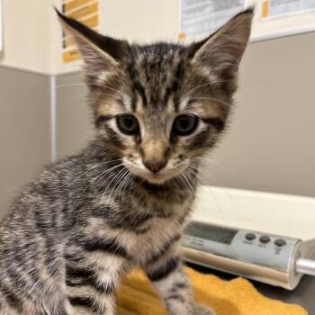 Domestic Short Hair Cats Available for Adoption in Sonoma, California - Bobbie | PetCurious